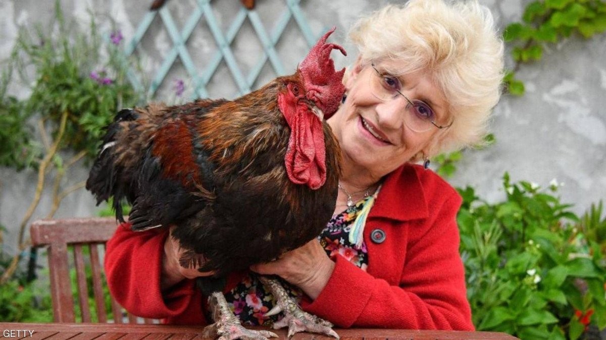 رحيل رمز الحياة الريفية في فرنسا.. الديك موريس يتوقف عن الصياح للأبد.. فيديو