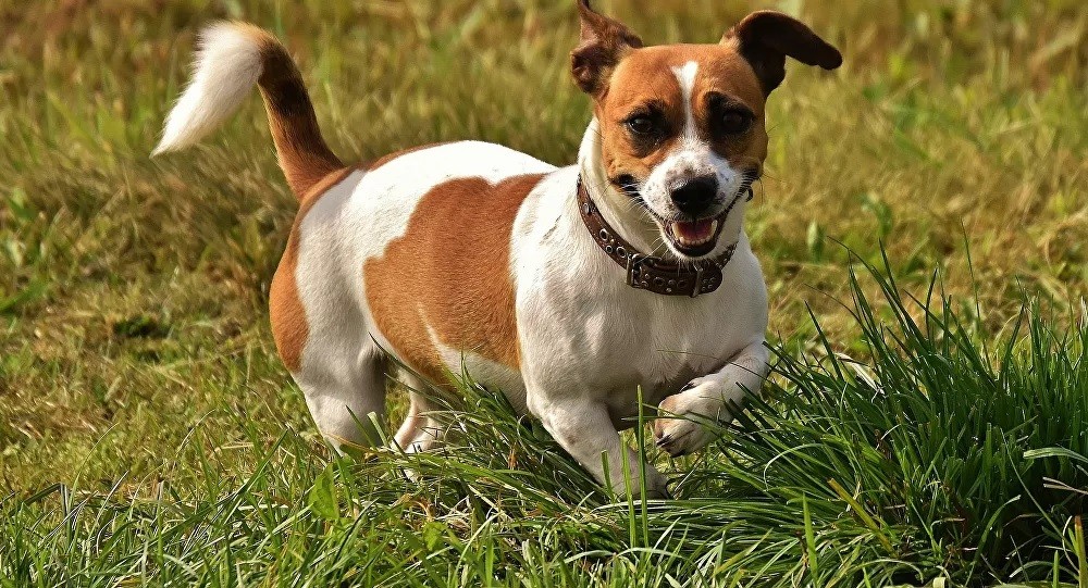 بالفيديو.. امرأة تسرق كلبا من سيارة وتستخدمه للاعتداء على صاحبته