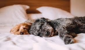 الأول من نوعه....تونسية تدشن فندقاً للحيوانات الأليفة