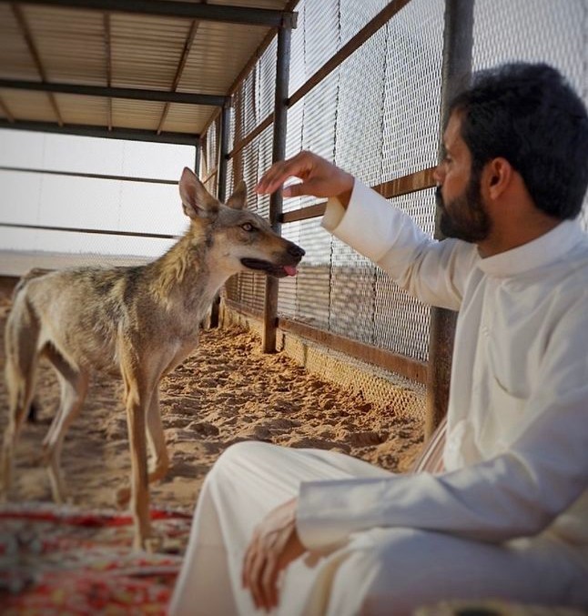 بالفيديو- أسرة سعودية تعيش مع ٦ ذئاب