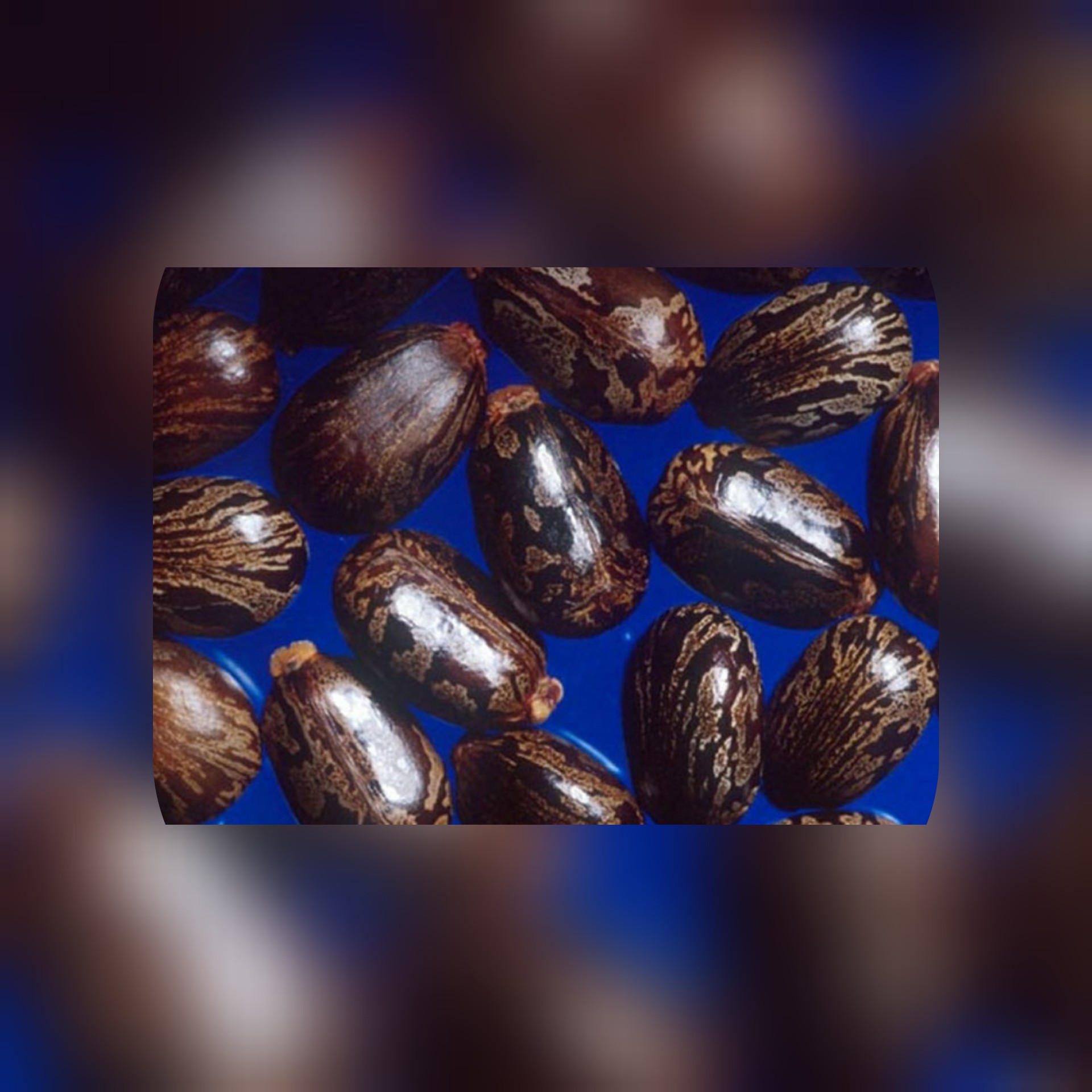 معلومات عن  مادة الريسين السامة التي كانت موجهة لترامب