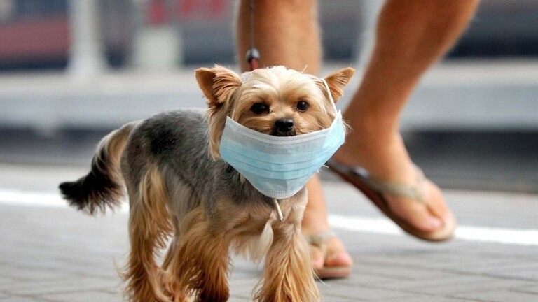 أول كلب مصاب بفايروس كورونا في الأردن