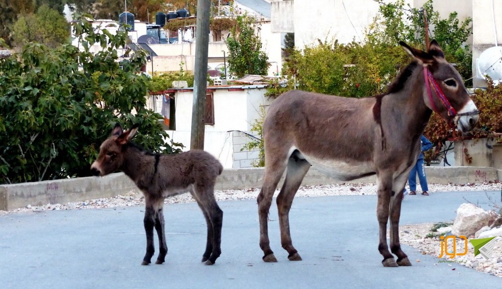 الكيان الذي لم يتخلَ عن كر.. قصة حقيقية عنوانها: 