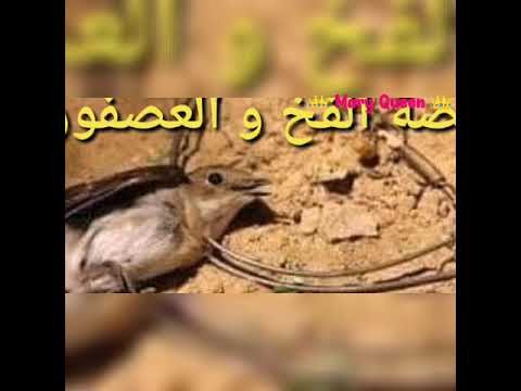 كتب ابراهيم سكيكي: سياسيو لبنان ...فخ , اللبنانيون ...عصفور. 