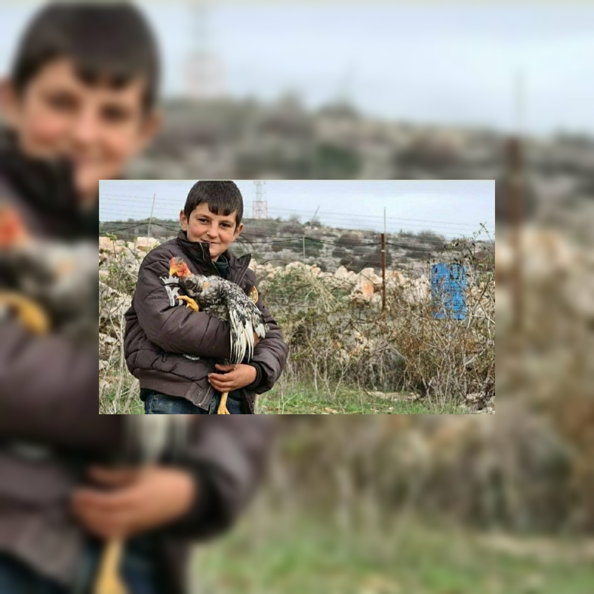 شاهد الطفل حسين شرتوني ودجاجته يشعلون الحدود اللبنانية الفلسطينية ومواقع التواصل الإجتماعي