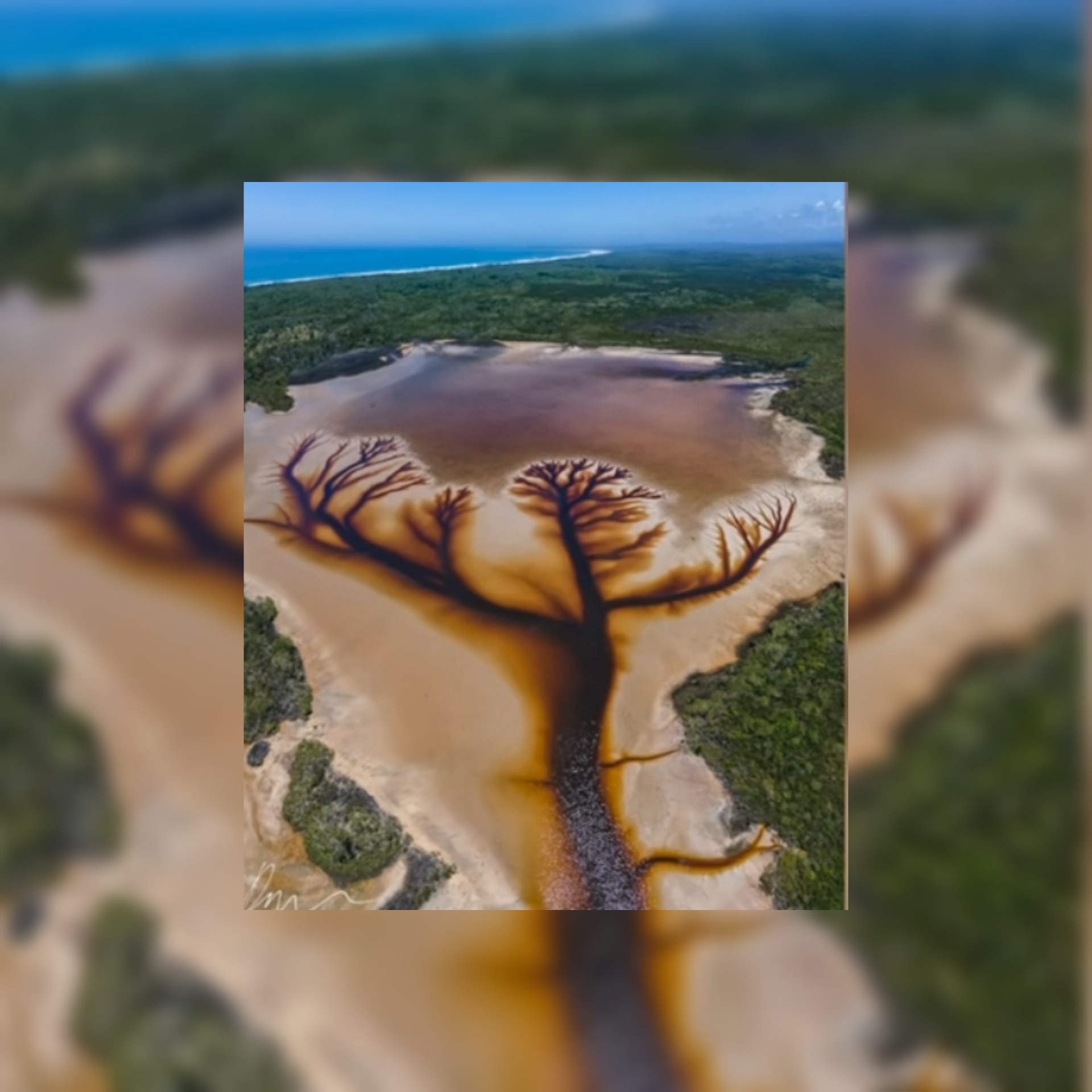 رحالة أسترالي يعثر على شجرة الحياة في بحيرة أسترالية