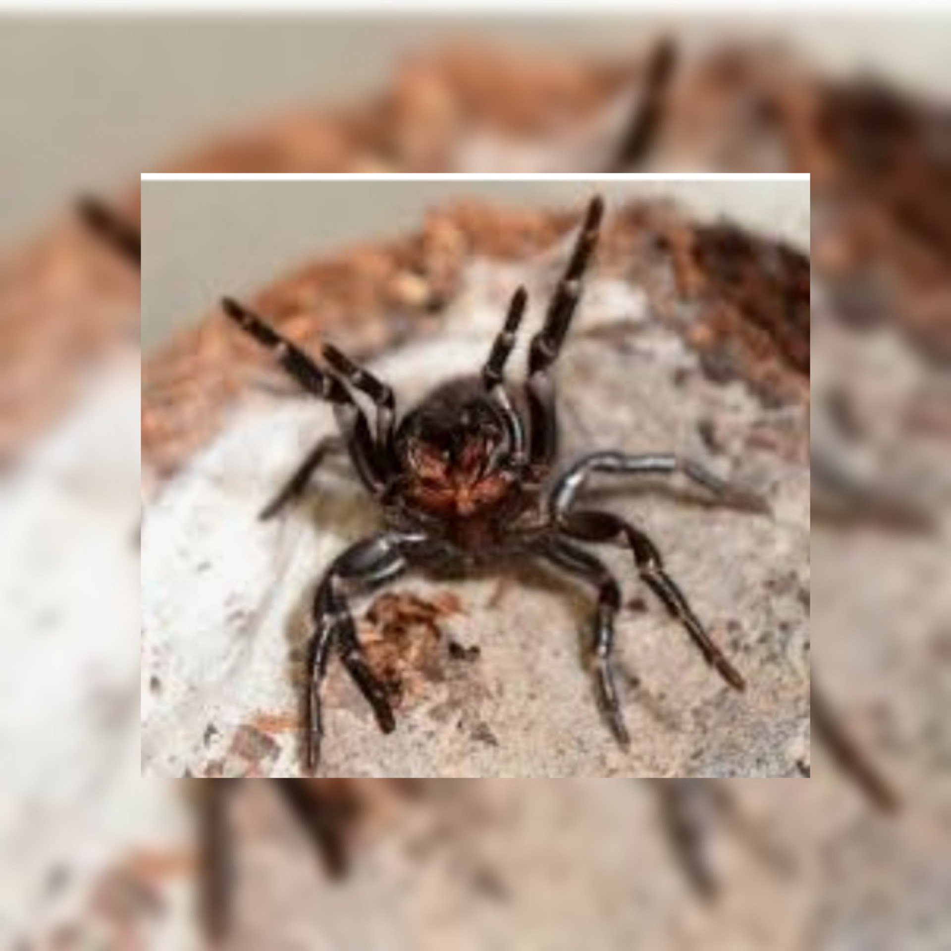 خبراء أستراليا : أدخل عنكبوت القمع السام في وعاء وأحضره إلينا، بذلك ستساعدنا حرفيًا على انقاذ حياة انسان