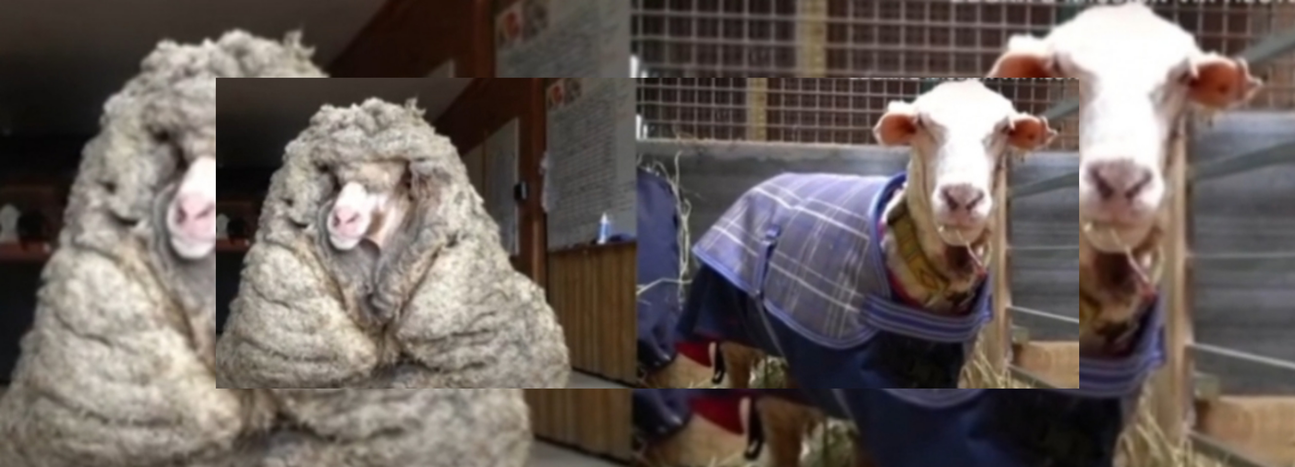 منوعات/فيديو خروف تاه لسنوات في الأدغال الأسترالية  ..يتلقى تسريحة جديدة