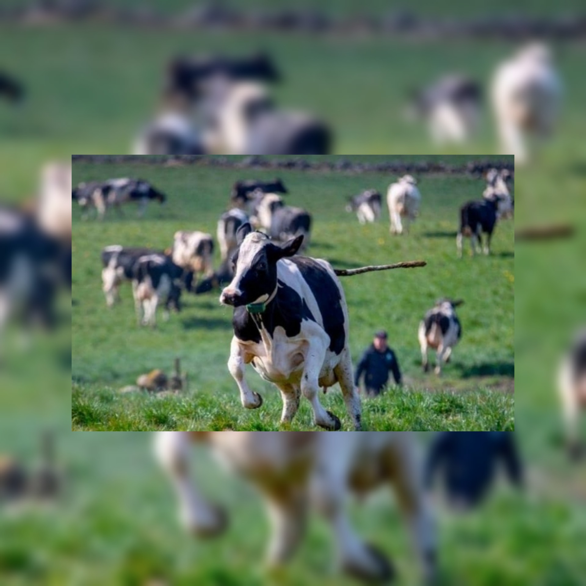 شاهد: مزارعون ومربو ماشية فرنسيون مع أبقارهم يتظاهرون في مدينة ليون الفرنسية بسبب وجبات تلاميذ المدارس 