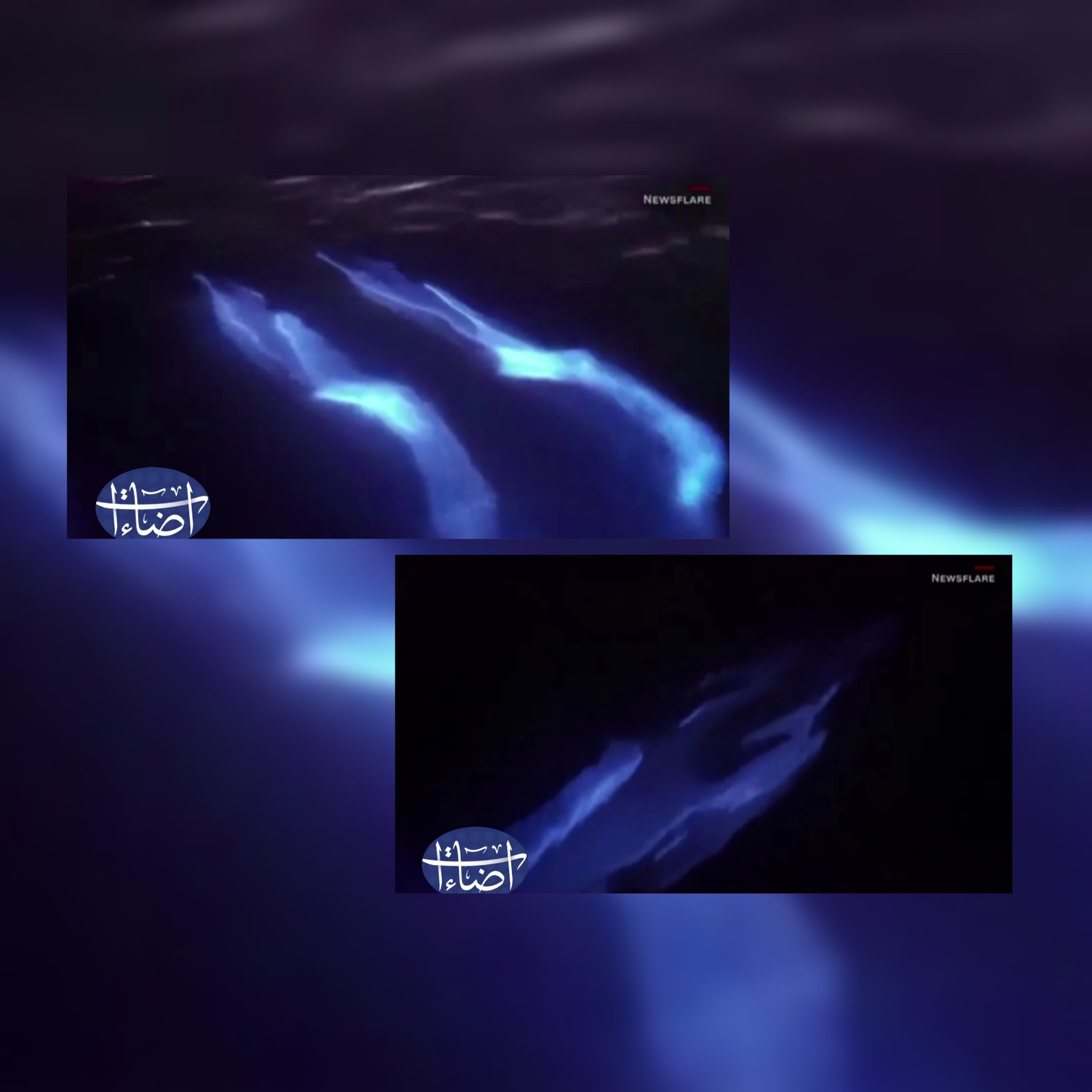 شاهد /علماء يلتقطون أول صور لسمكة قرش تتوهج بالظلام