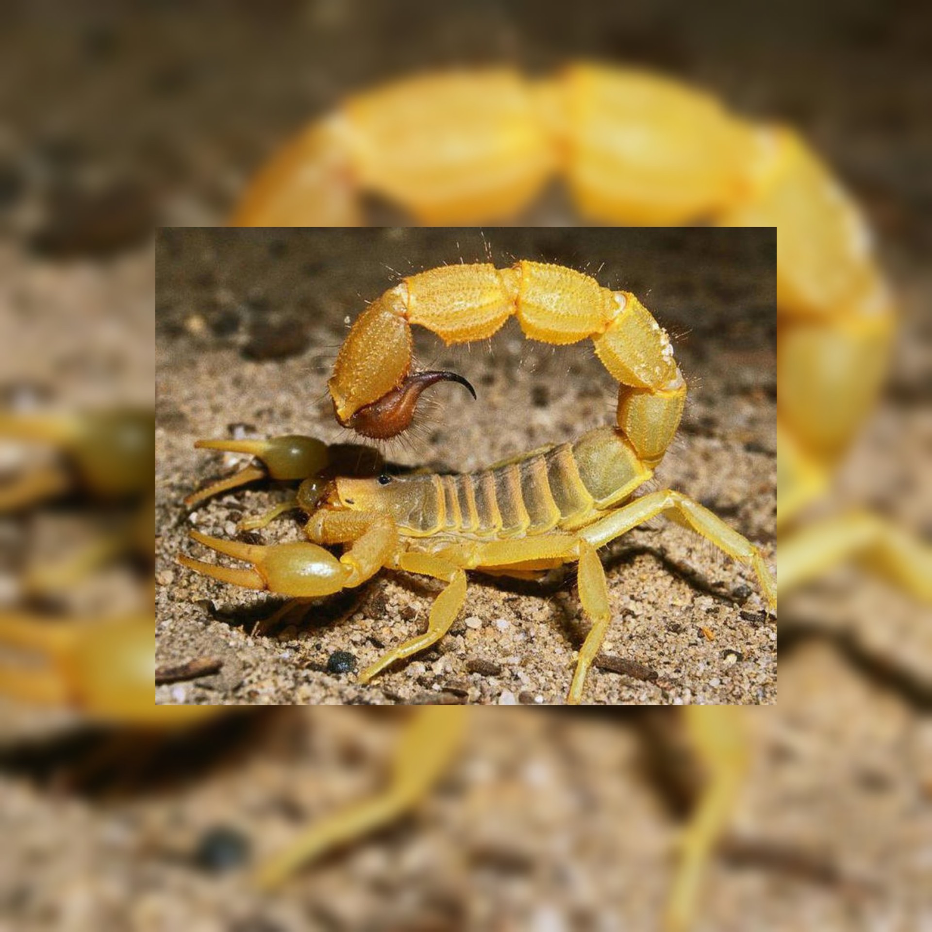 شاهد: يترك الهندسة ويتفرغ لمملكة العقرب في صحراء مصر الكبرى