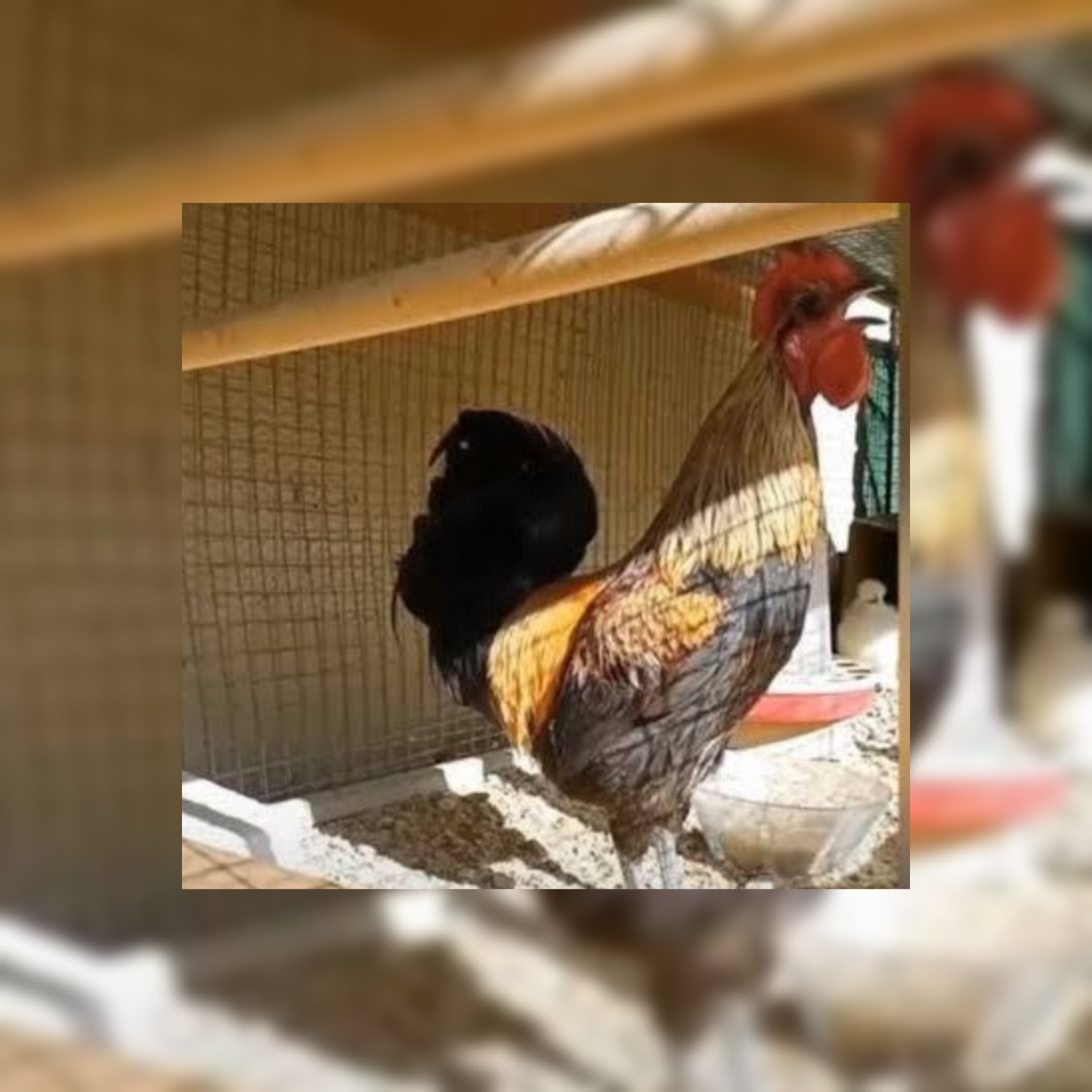 فيديو مضحك : ديك يصيح حتى آخر نفَس ويسقط مغشيا عليه