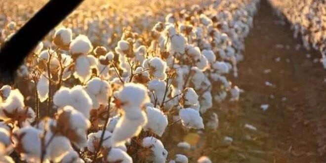 بعد أن كانت من أوائل الدول المصدرة.. سوريا تعلن استيرادها خيوط القطن لأول مرة...وصناعي يعلق :سلموني التصدير وإذا لم أنجح اعدموني