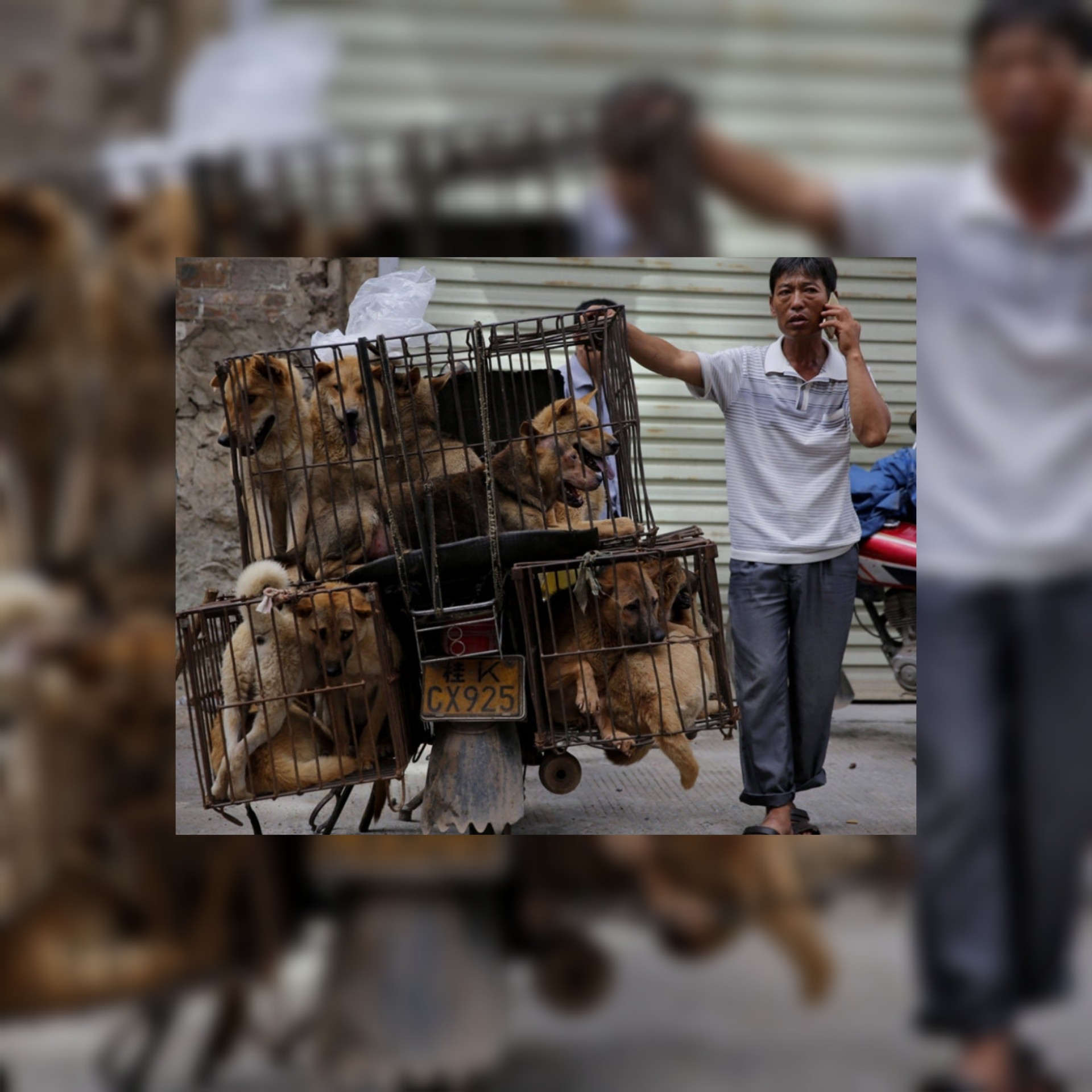رئيس كوريا الجنوبية: حان الوقت للنظر في حظر استهلاك لحوم الكلاب...ومليون كلب يذبح سنويا للاستهلاك البشري في كوريا الجنوبية
