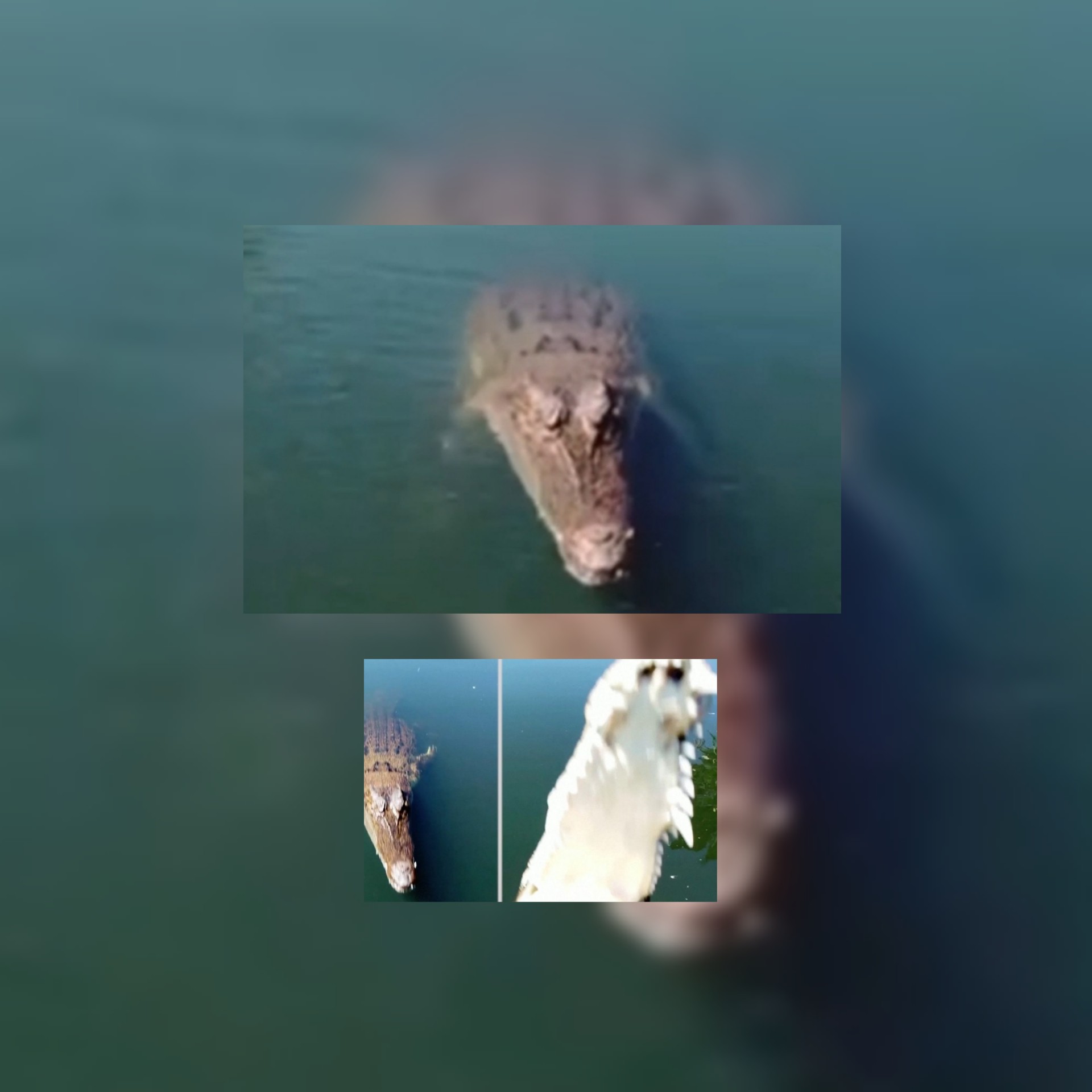 بالفيديو / أستراليا: تمساح يسقط طائرة بدون طيار